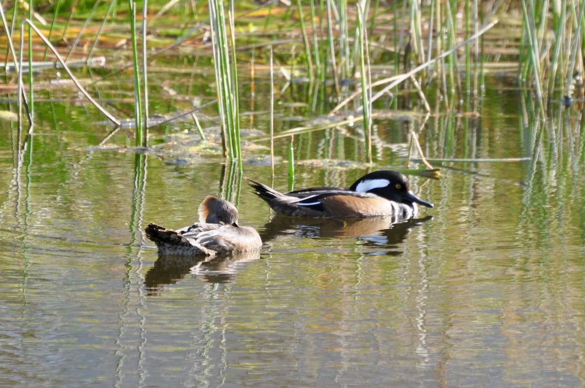 Hooded Merganser - ML646321873