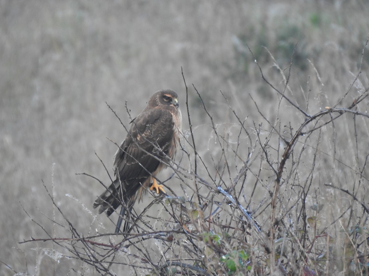 Northern Harrier - ML646321885