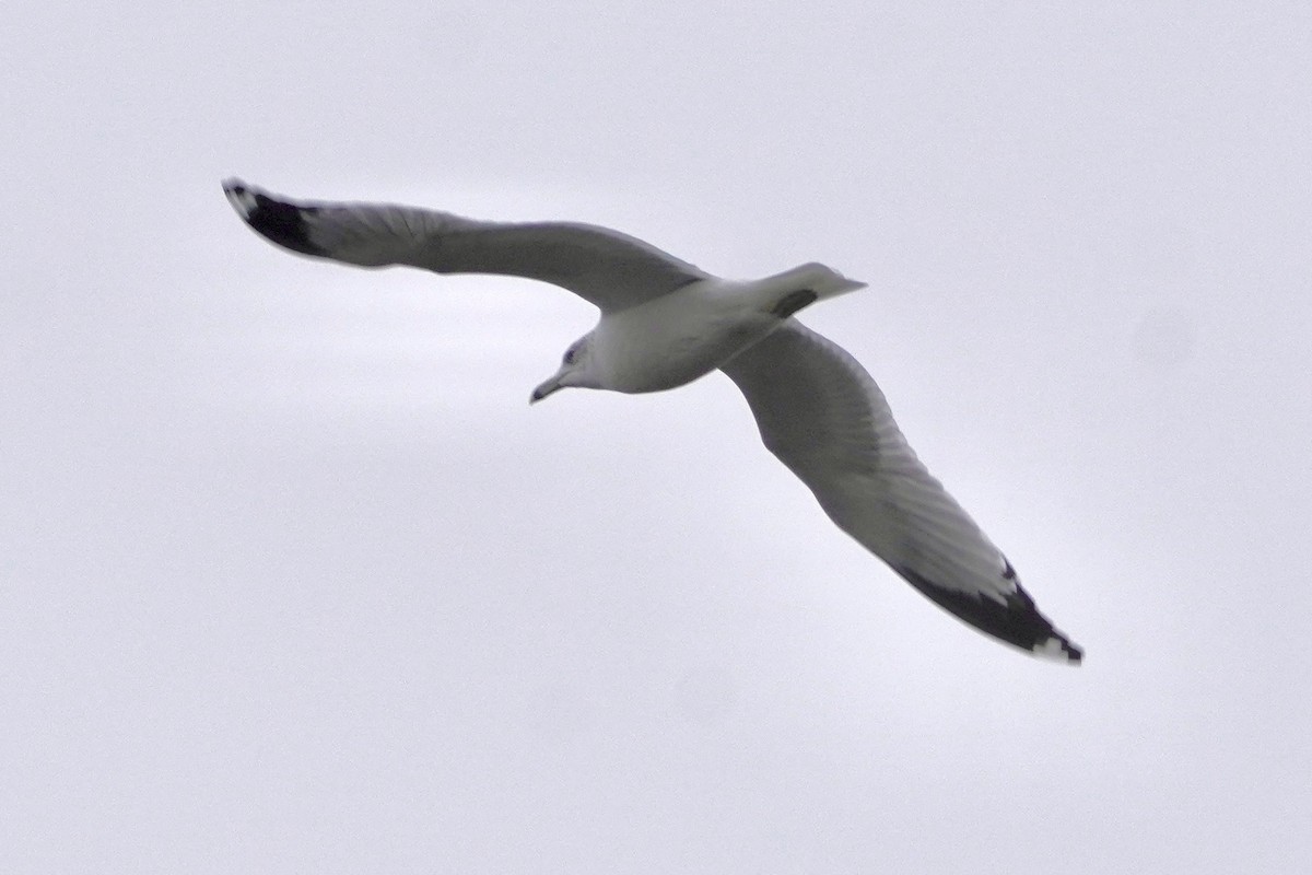 Ring-billed Gull - ML646321887