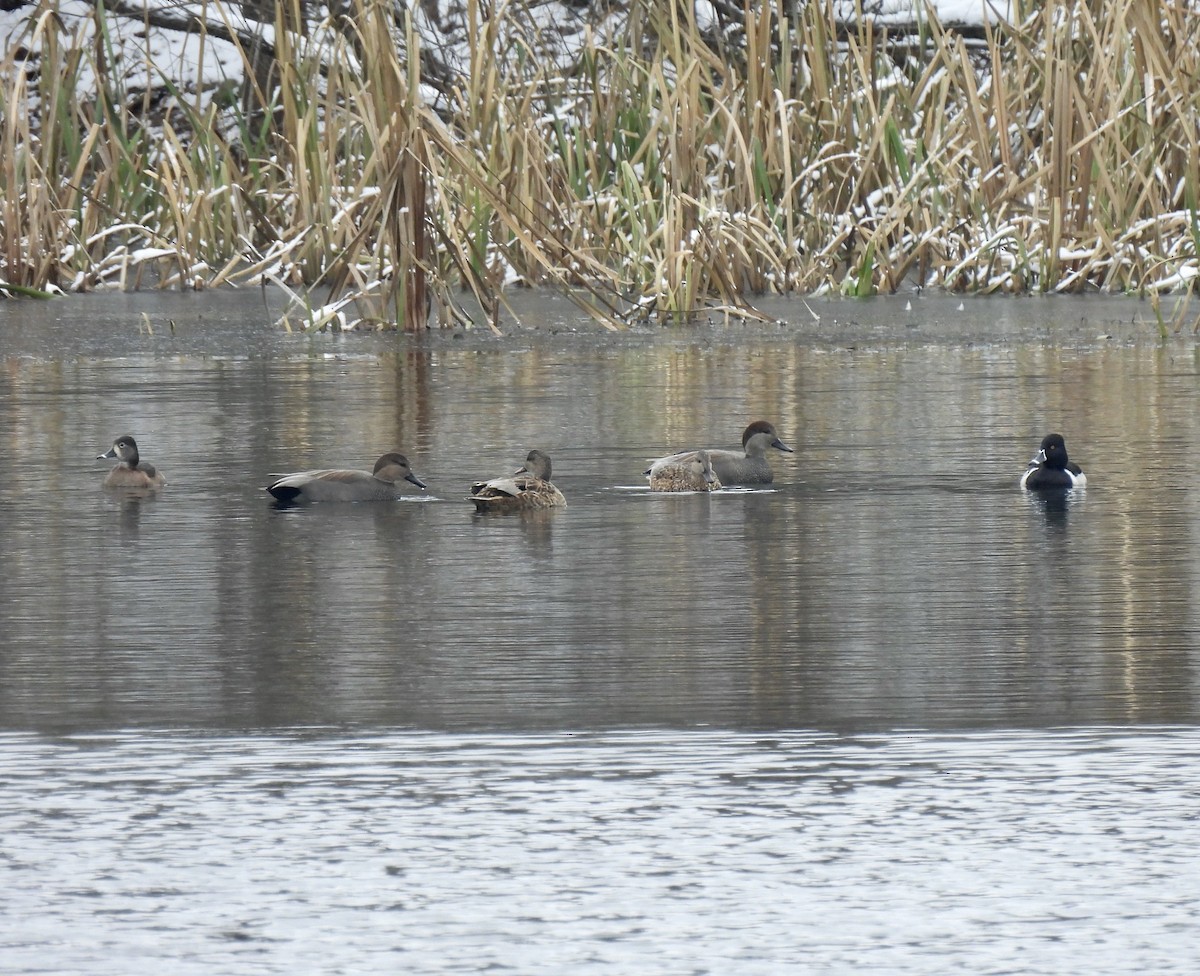 Ring-necked Duck - ML646321900