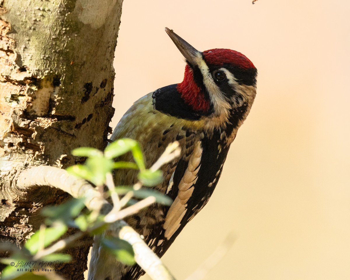 Yellow-bellied Sapsucker - ML646321901
