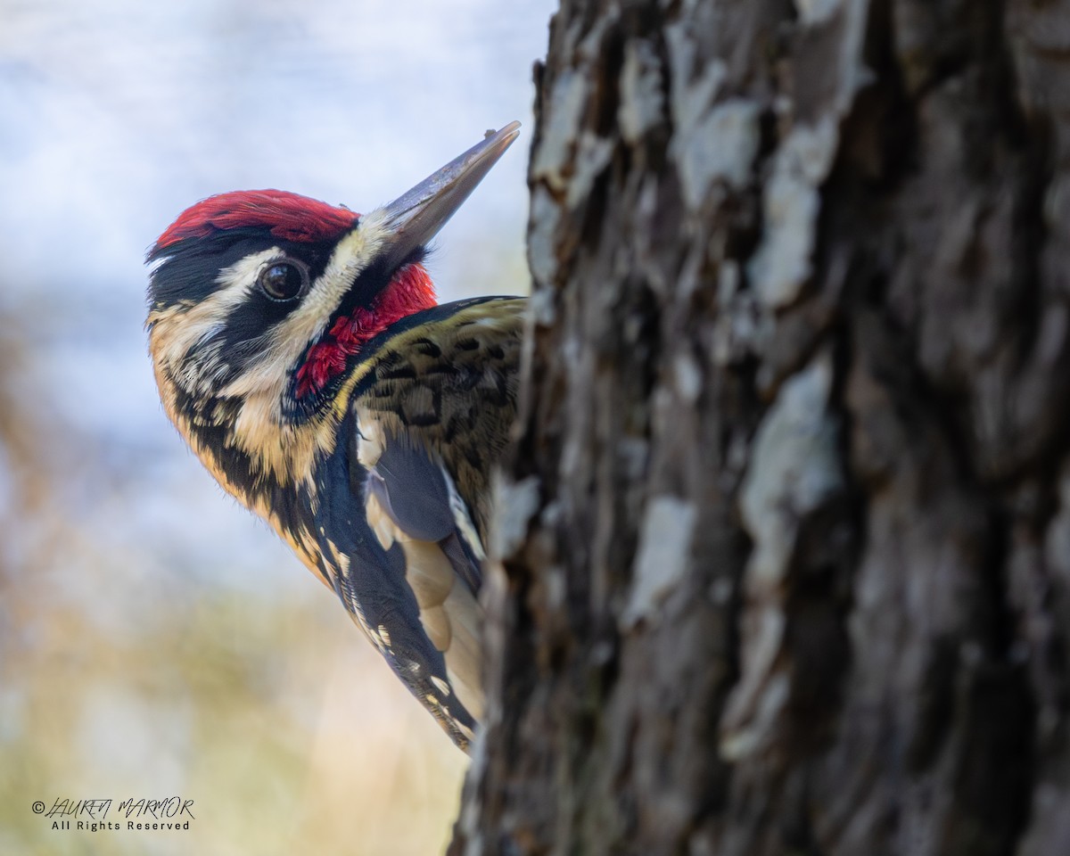 Yellow-bellied Sapsucker - ML646321902