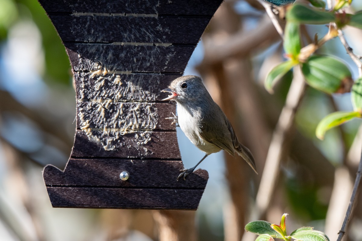 Herrerillo Unicolor - ML646321904