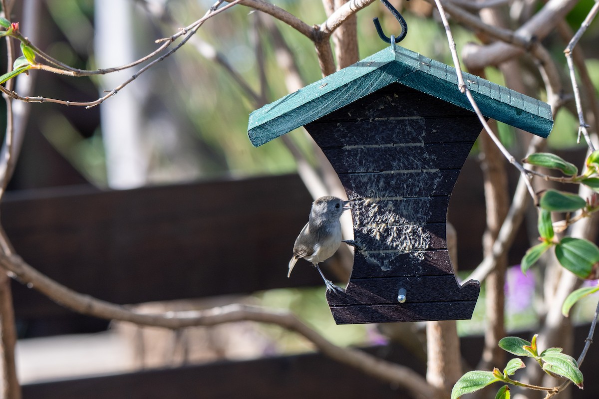 Herrerillo Unicolor - ML646321905