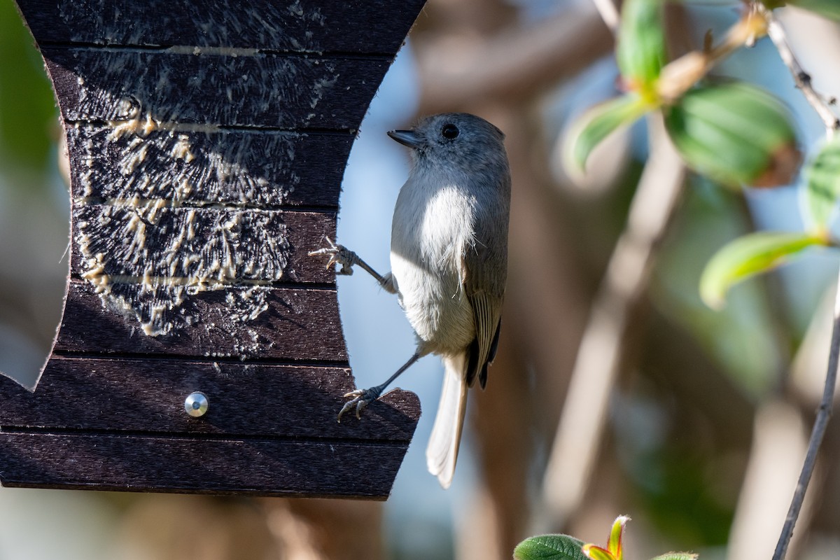Herrerillo Unicolor - ML646321906