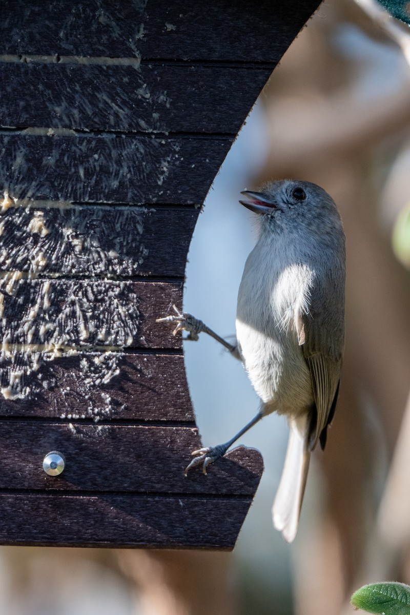Herrerillo Unicolor - ML646321908