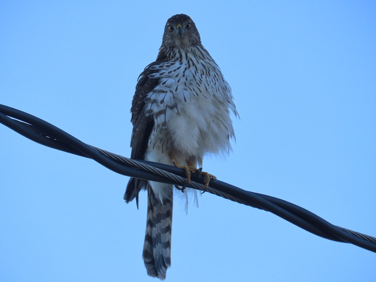 Cooper's Hawk - ML646321919