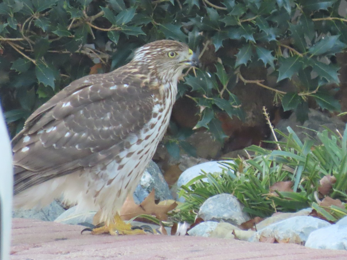 Cooper's Hawk - ML646321920