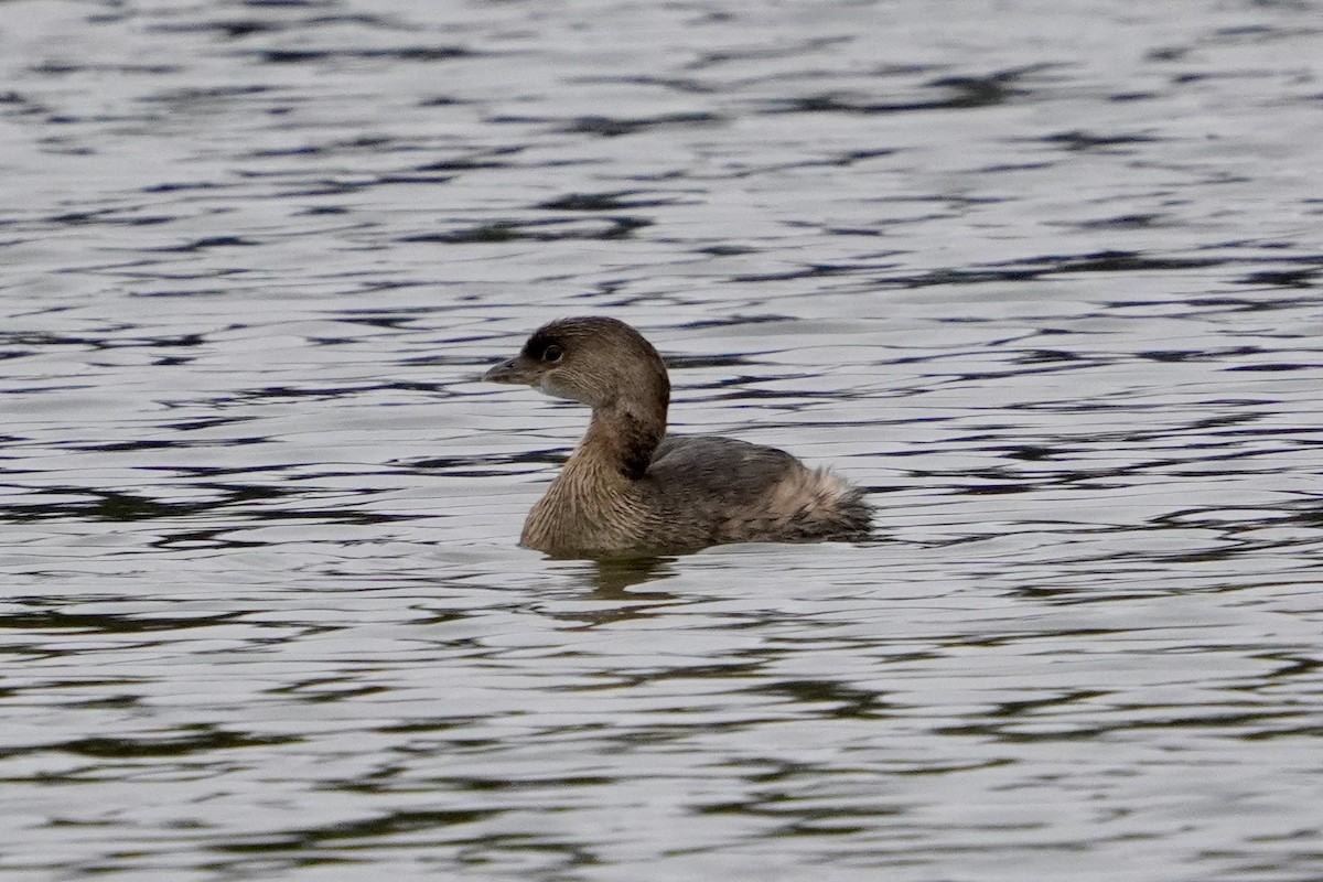 Pied-billed Grebe - ML646321922