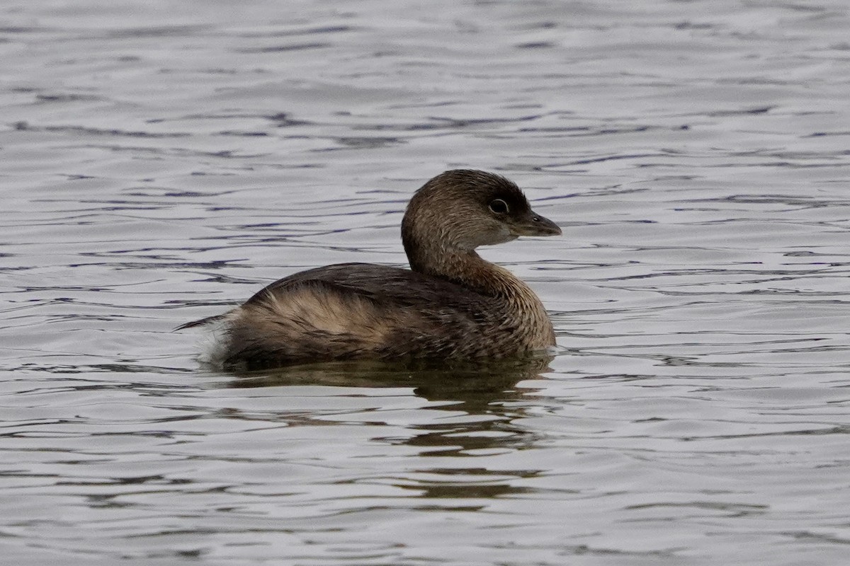 Pied-billed Grebe - ML646321923