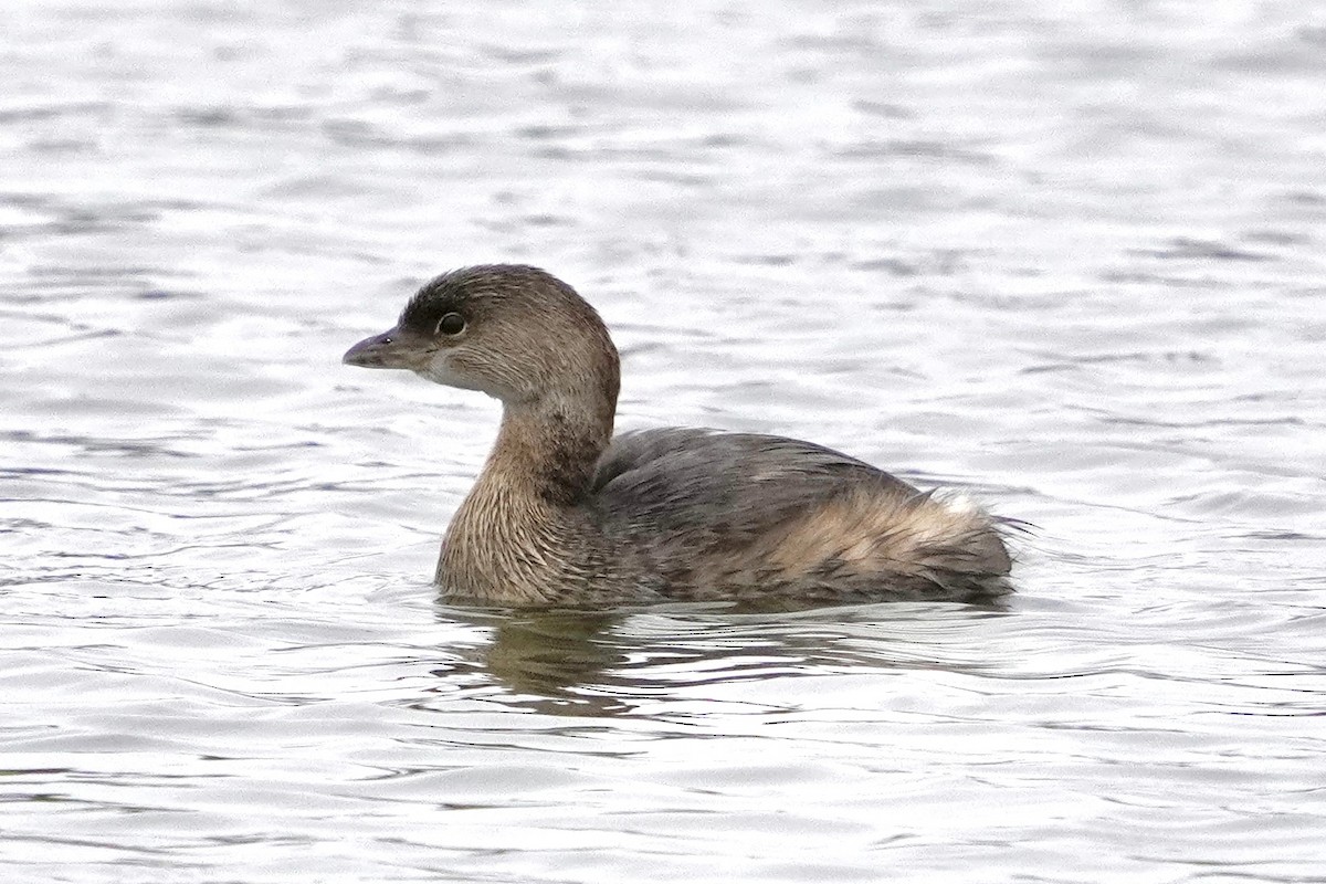Pied-billed Grebe - ML646321924