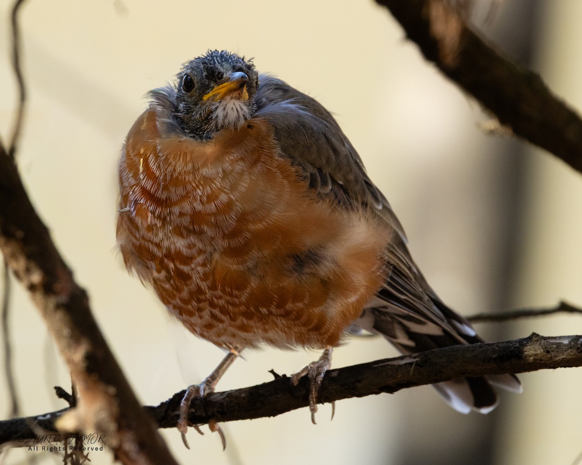 Zozo papargorria - ML646321925