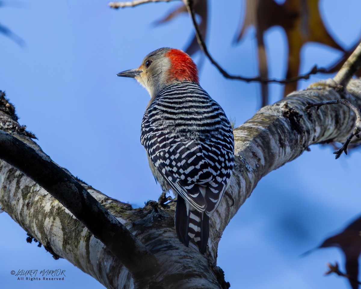 Red-bellied Woodpecker - ML646321948