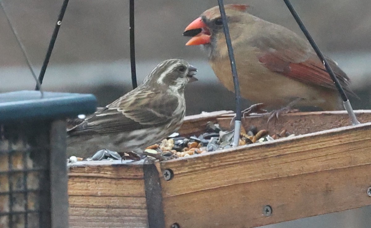 Purple Finch - ML646321949