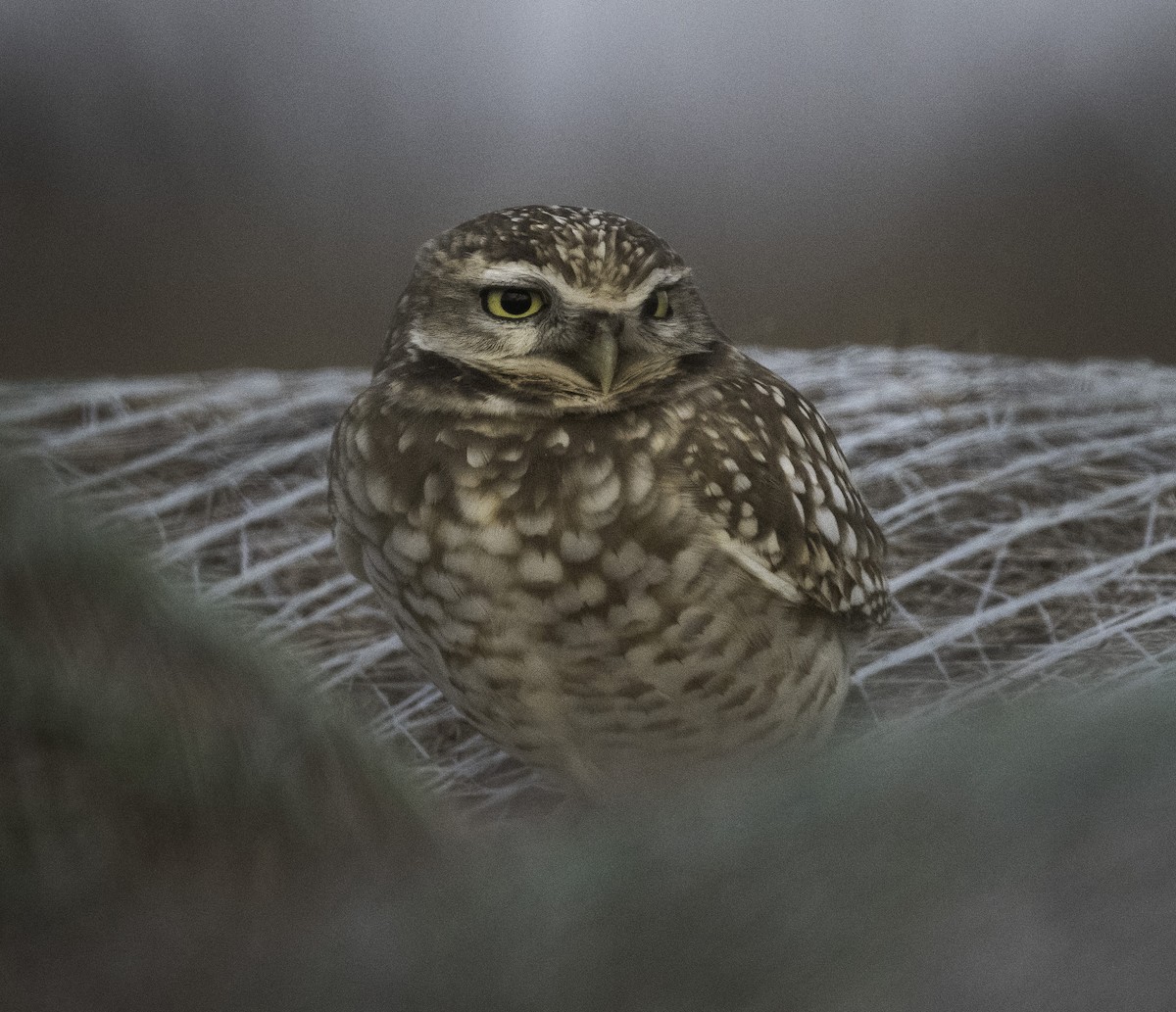 Burrowing Owl - ML646321953