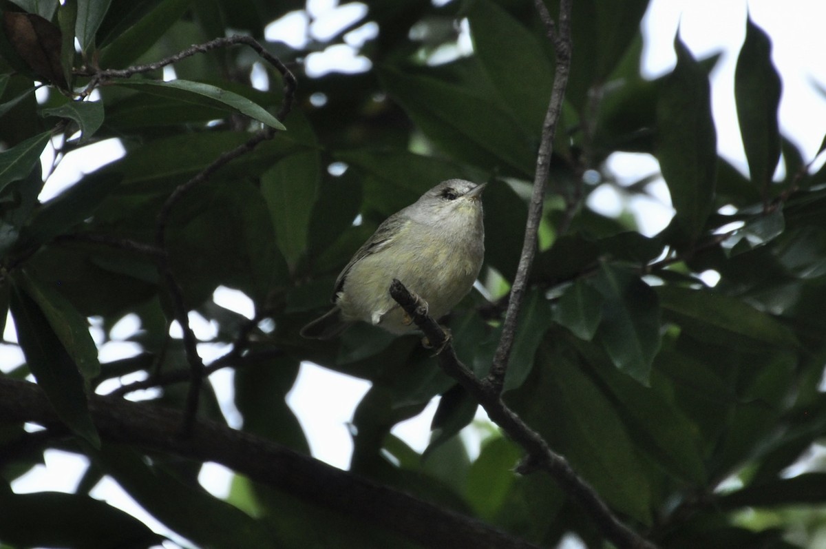 Orange-crowned Warbler - ML646321954