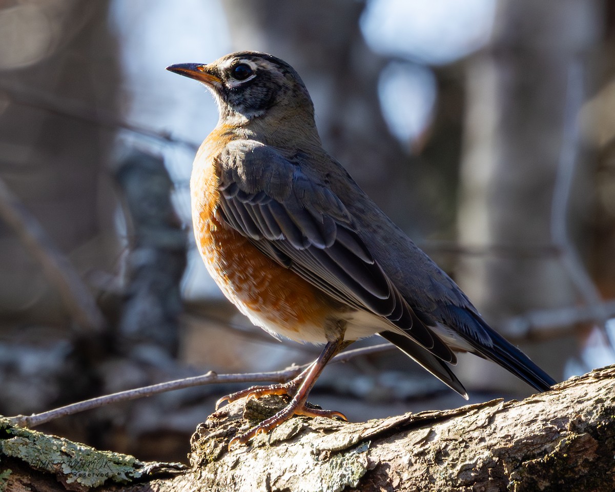 American Robin - ML646321965