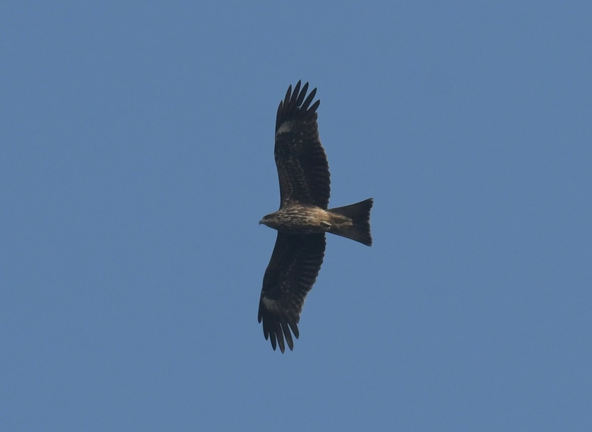 Black Kite - ML646321966