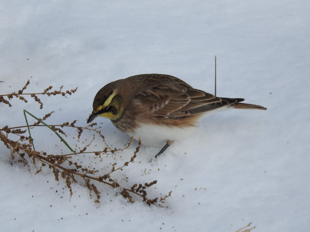 Horned Lark - ML646321968