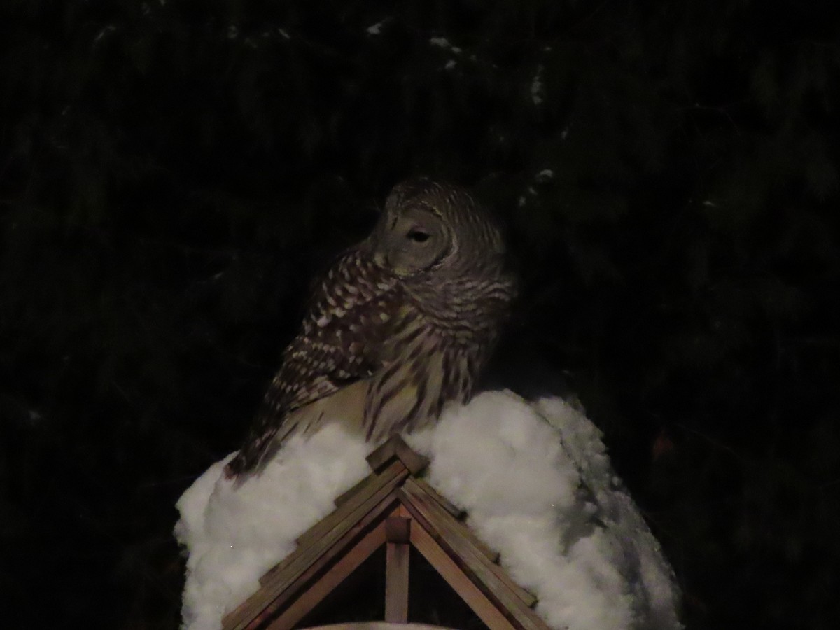Barred Owl - ML646321971