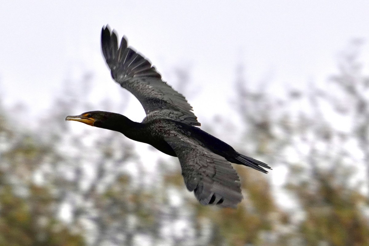 Double-crested Cormorant - ML646321972