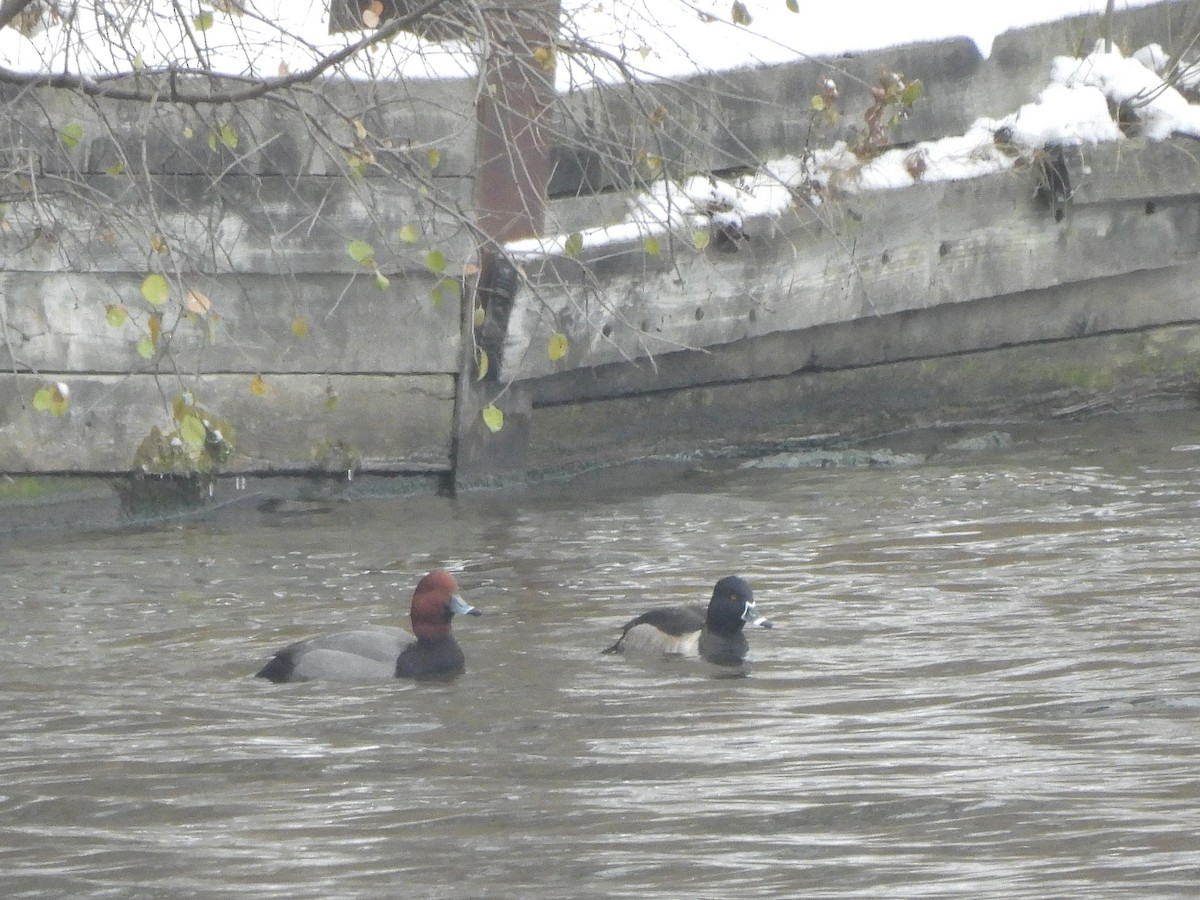 Ring-necked Duck - ML646321973