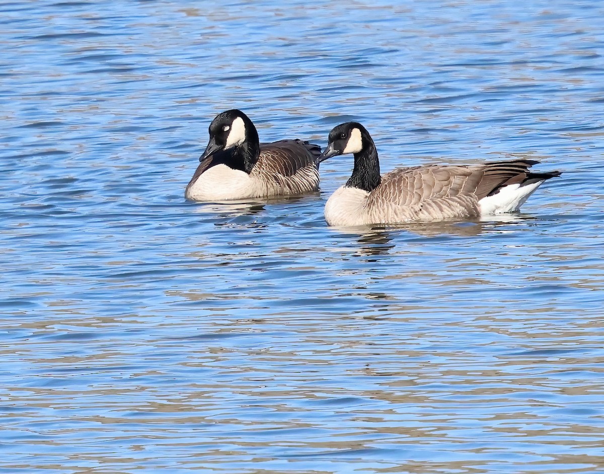 Canada Goose - ML646321974