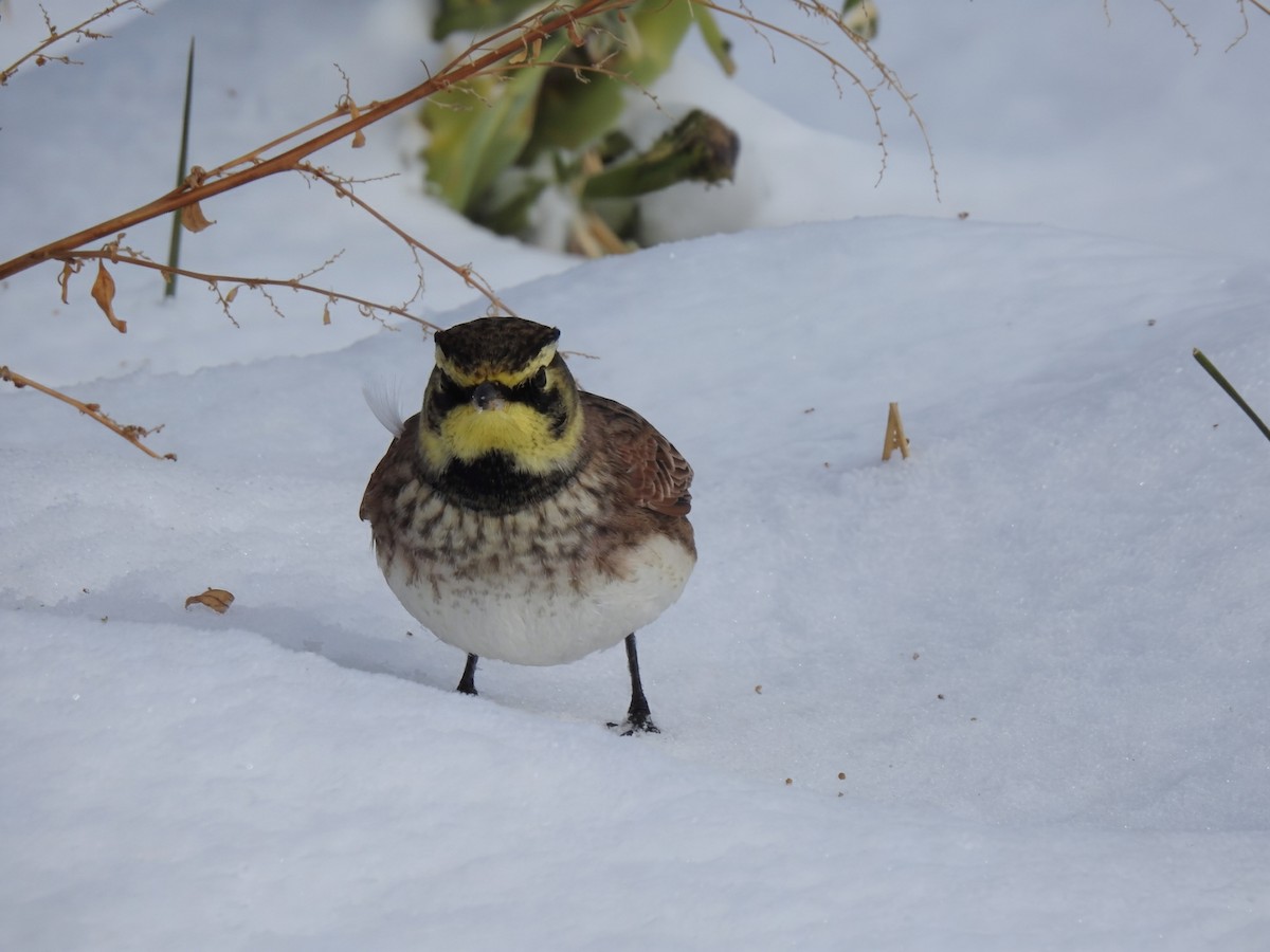 Horned Lark - ML646321975