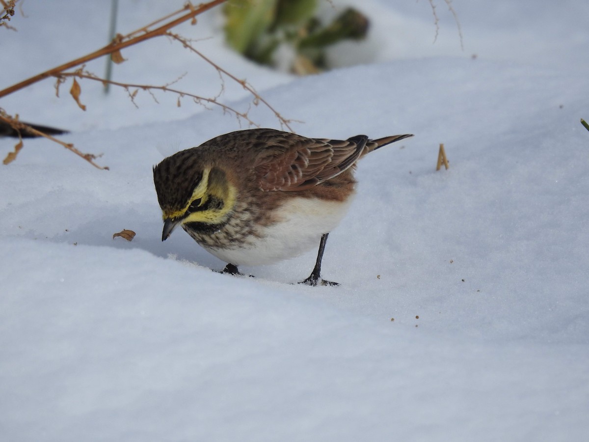 Horned Lark - ML646321976