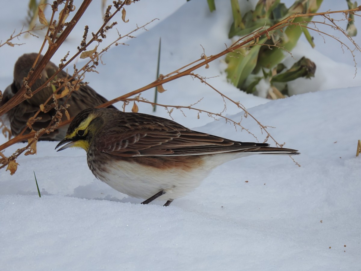 Horned Lark - ML646321977