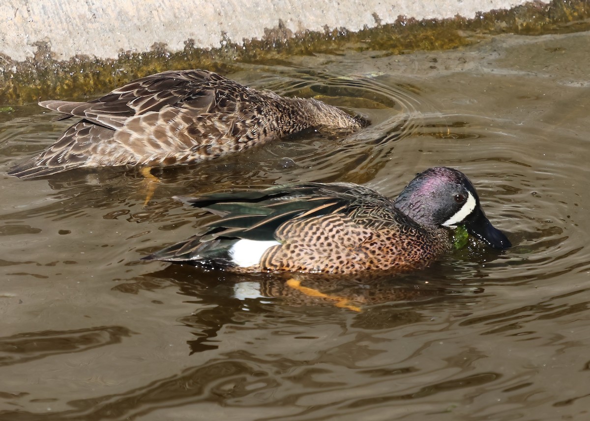 Blue-winged Teal - ML646321978