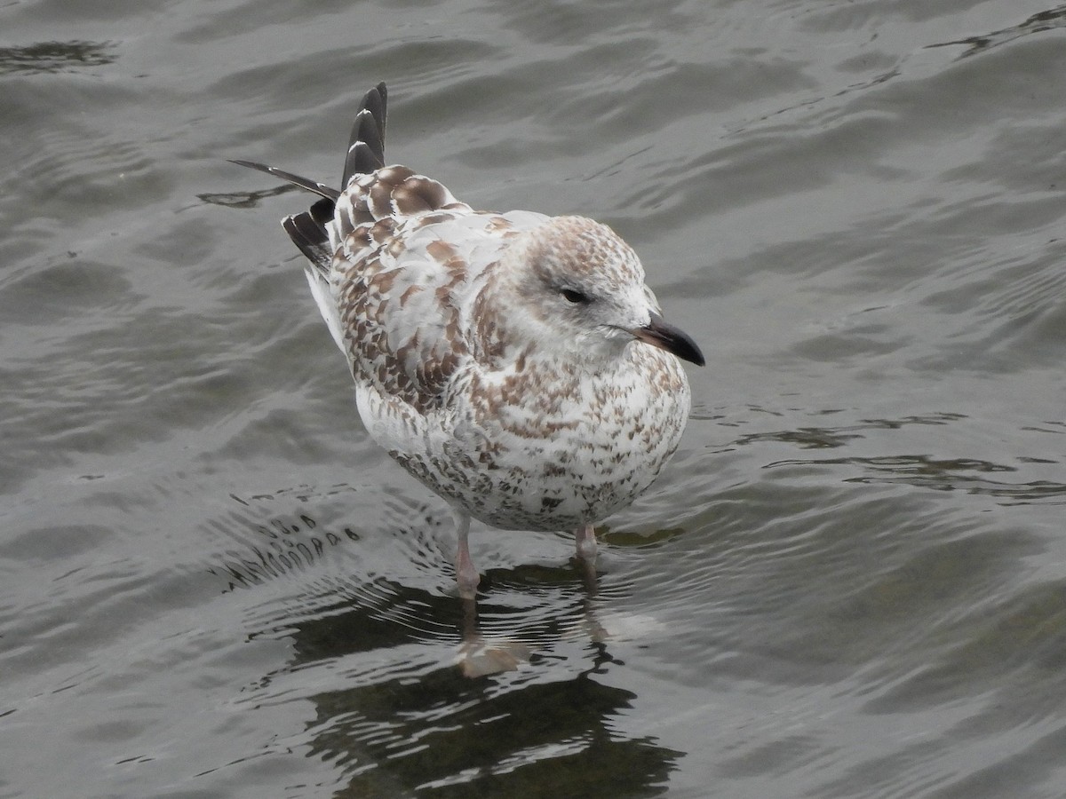 Ring-billed Gull - ML646321979