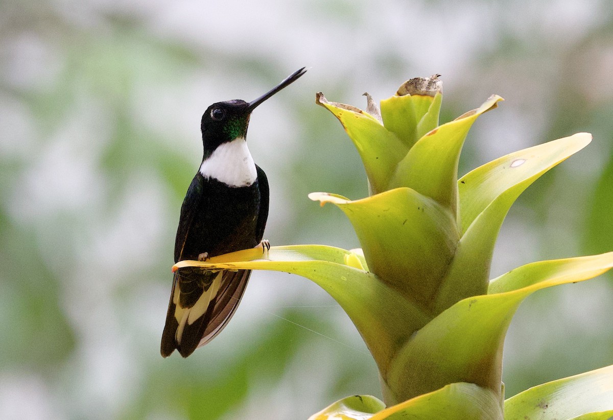 Collared Inca - ML646321980