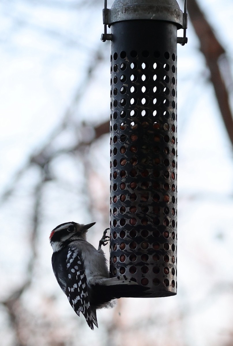 Downy Woodpecker - ML646321981