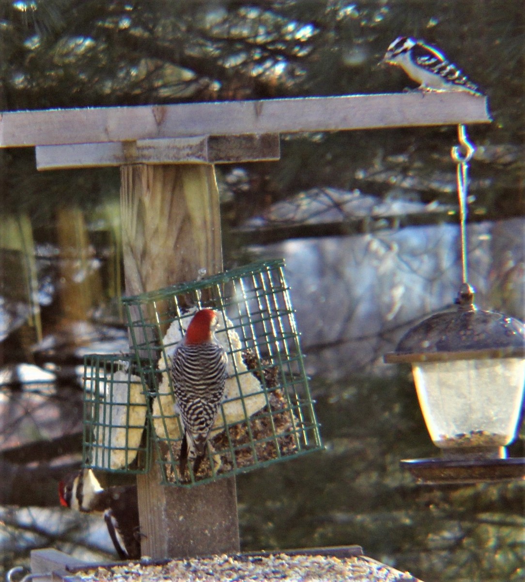 Red-bellied Woodpecker - ML646321982