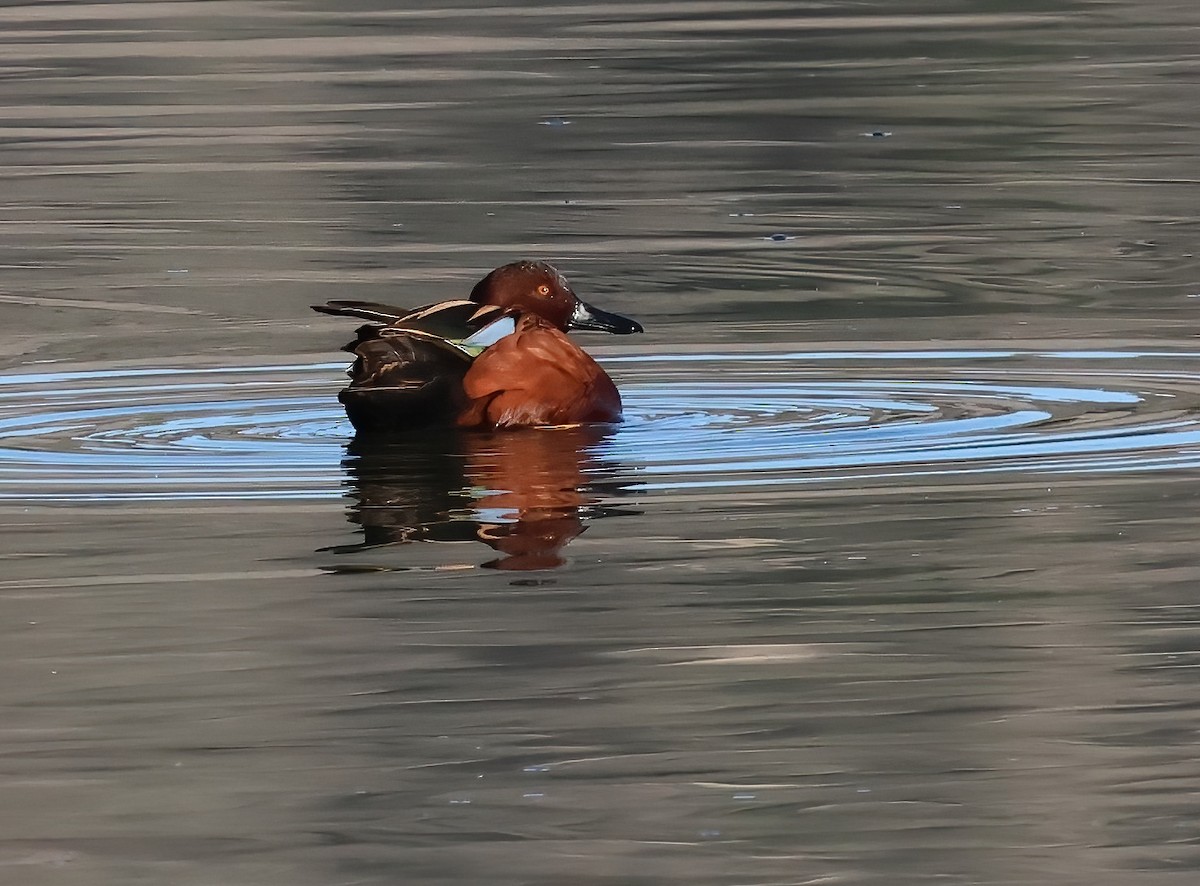 Cinnamon Teal - ML646321983