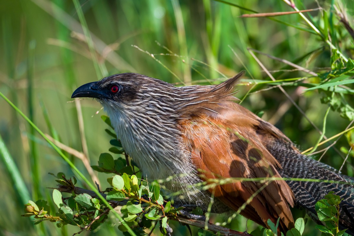 White-browed Coucal - ML646321985