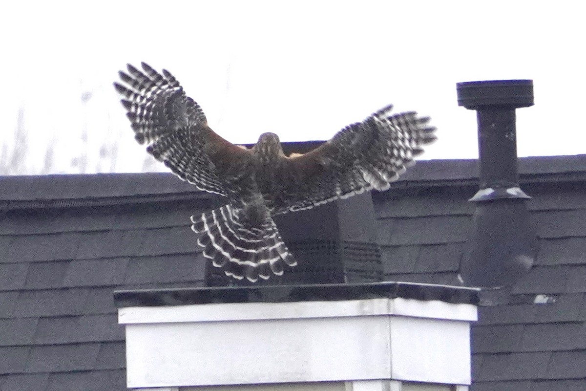 Red-shouldered Hawk - ML646321986