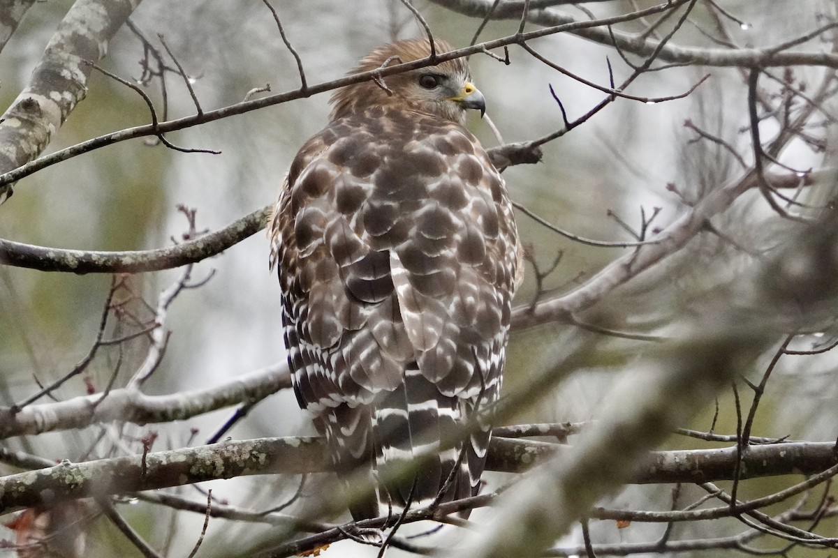 Red-shouldered Hawk - ML646321987