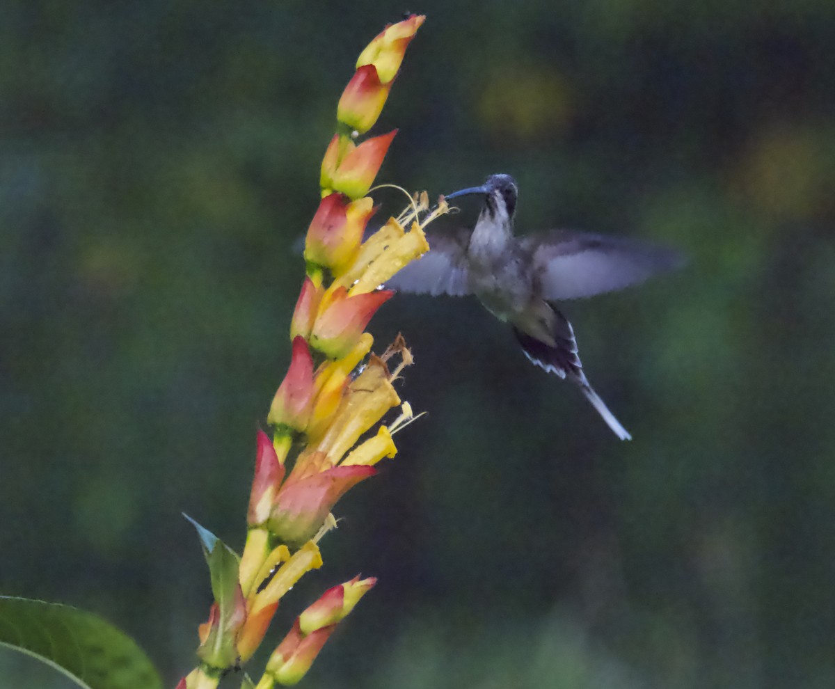 Long-billed Hermit - ML646321990