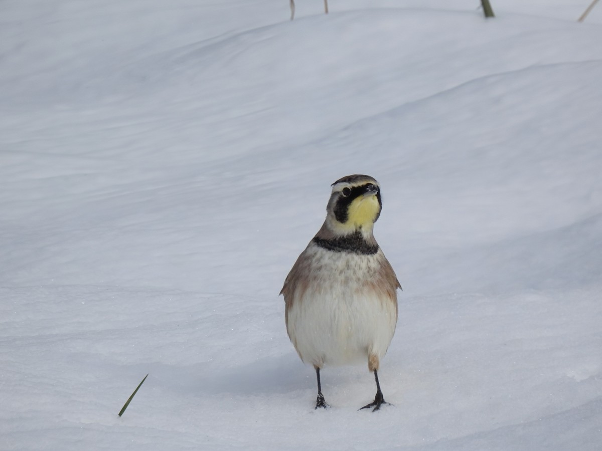 Horned Lark - ML646321991