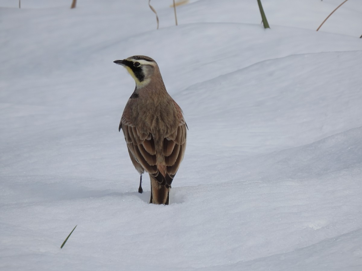 Horned Lark - ML646321992