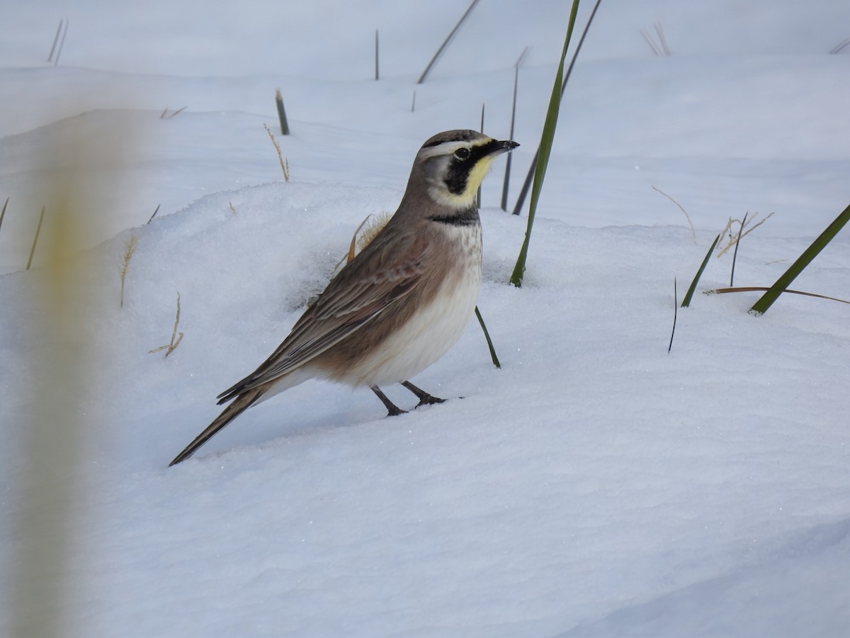 Horned Lark - ML646321993