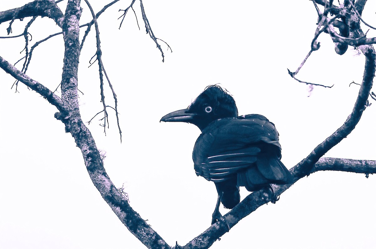 Amazonian Umbrellabird - ML646321995