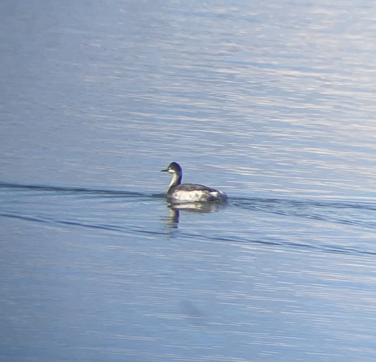 Eared Grebe - ML646321997