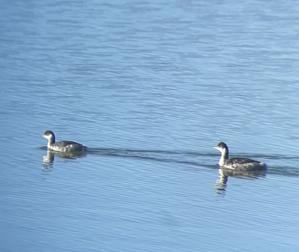 Eared Grebe - ML646321998