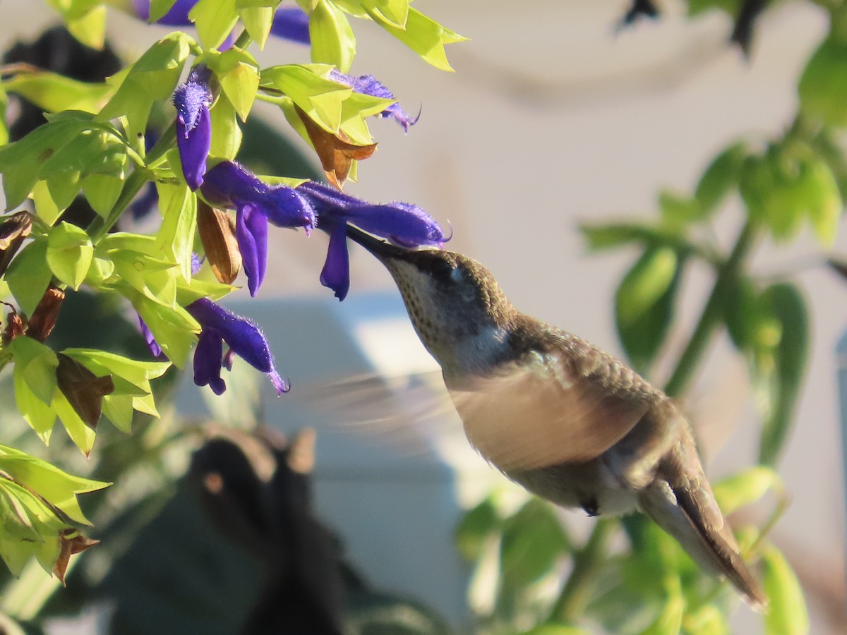 Black-chinned Hummingbird - ML646321999