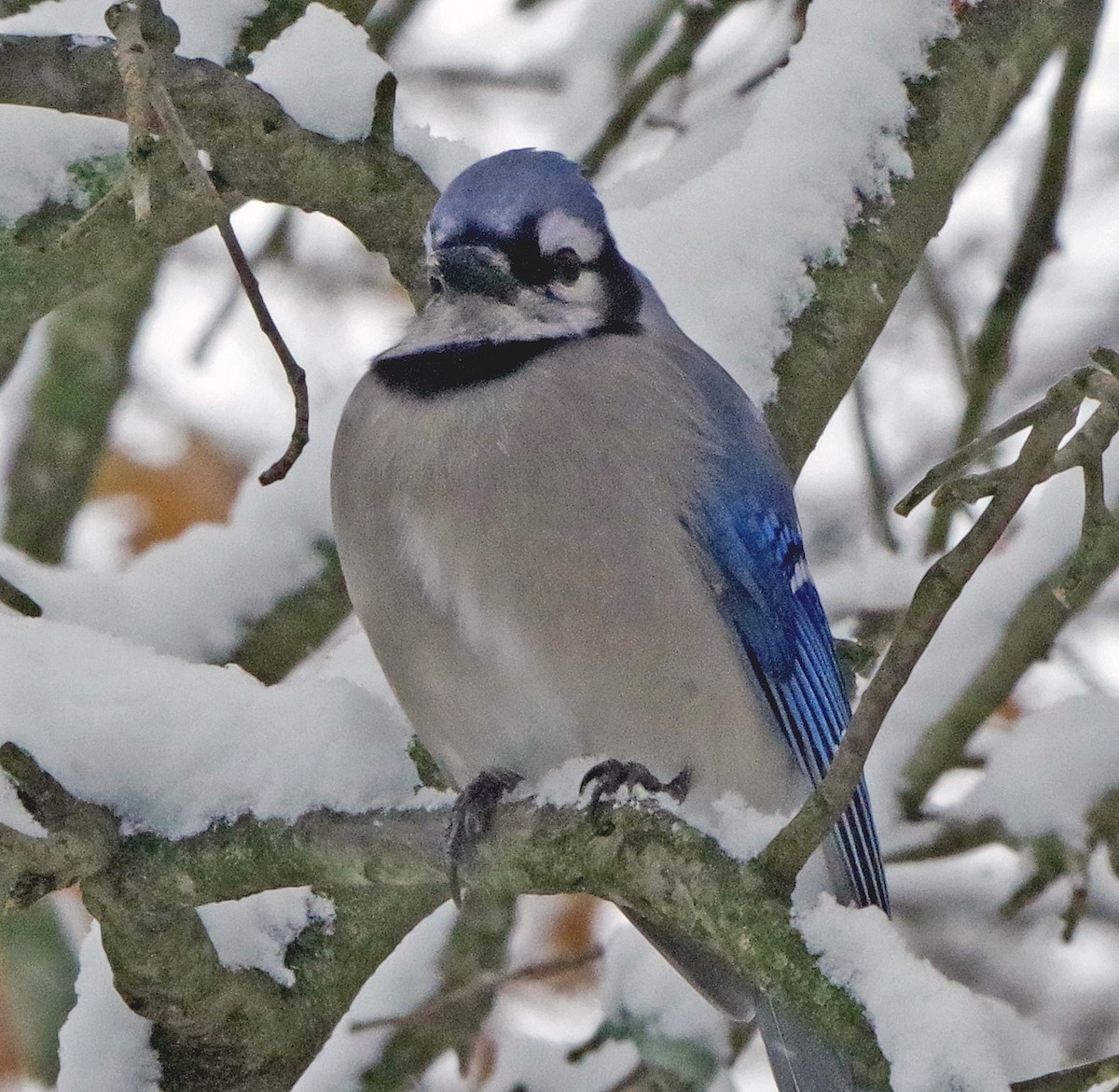 Blue Jay - ML646322005