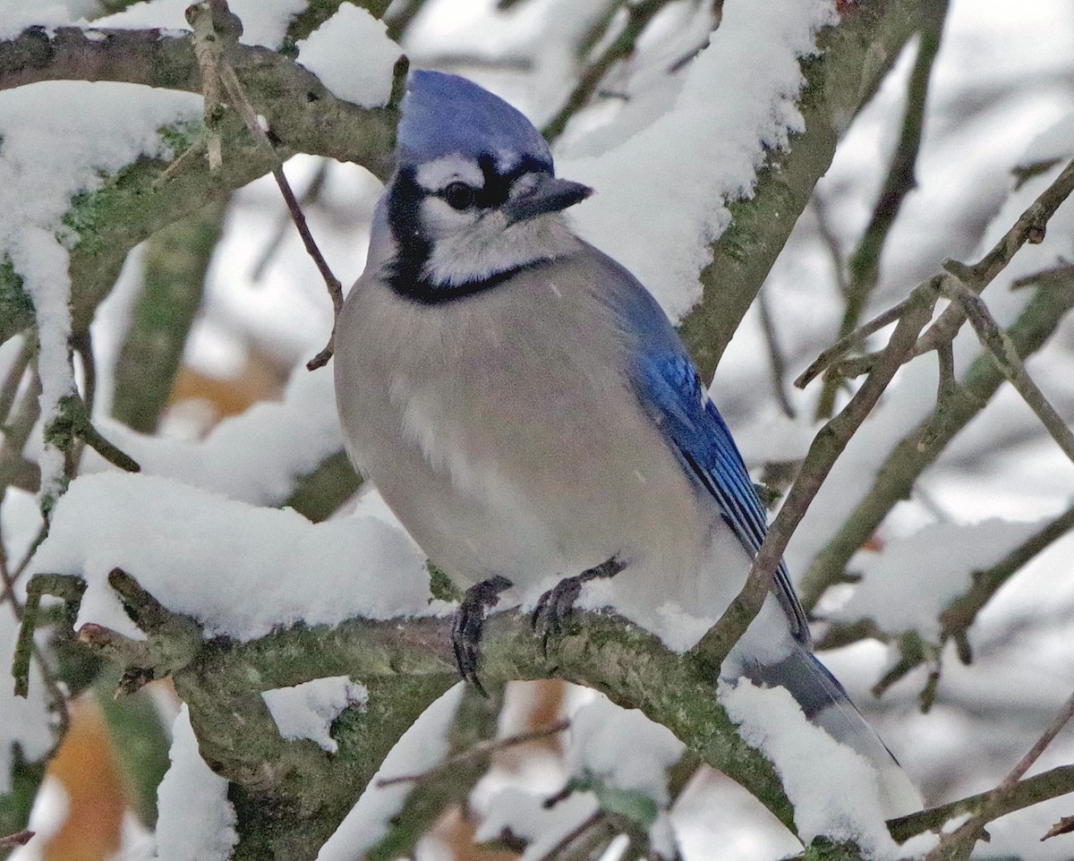 Blue Jay - ML646322006