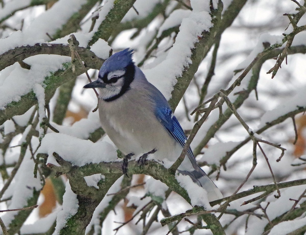 Blue Jay - ML646322007
